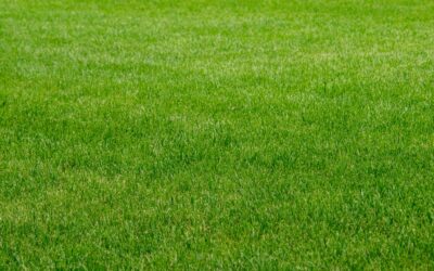 Sustainability in UK Grassroots Rugby Clubs